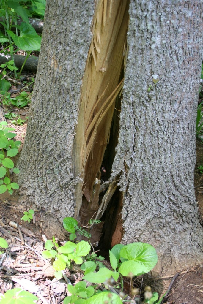 Tree Splitting from Landslide