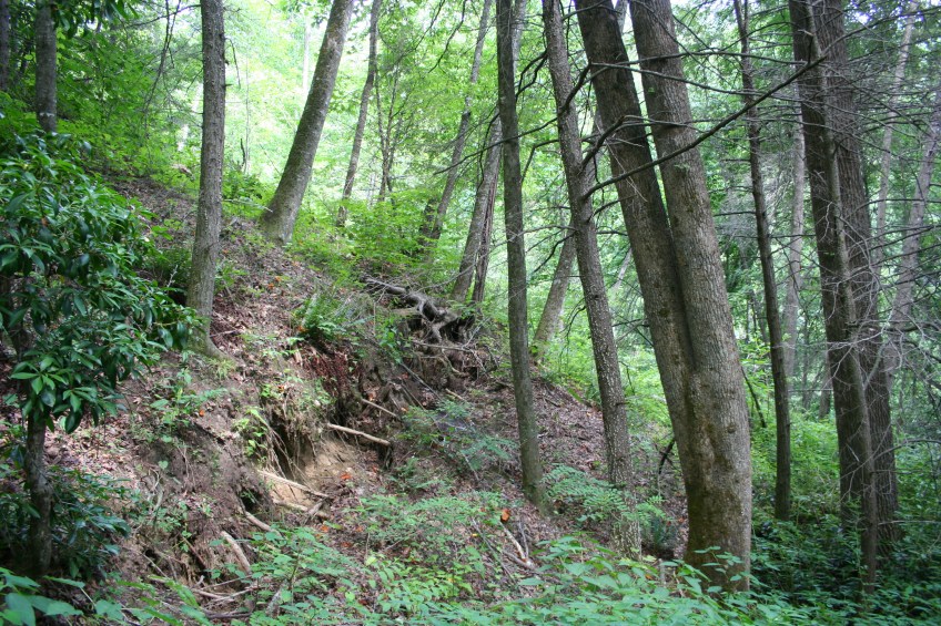 Leaning trees from slow-moving landslide