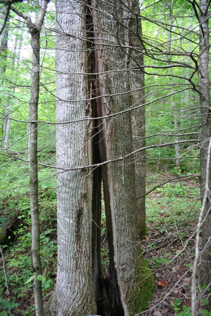 Tree splitting in half from slow-moving landslide